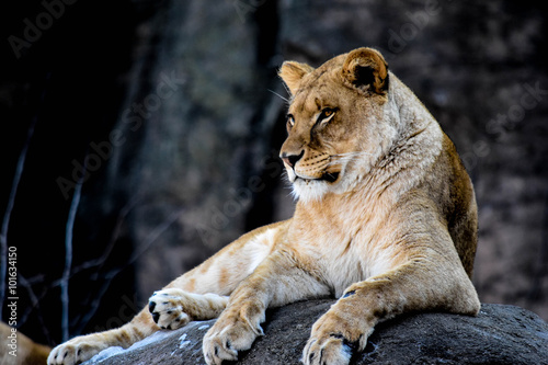 Fototapeta Naklejka Na Ścianę i Meble -  Relaxing Lion 