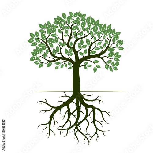Green Tree and Roots. Vector Illustration.
