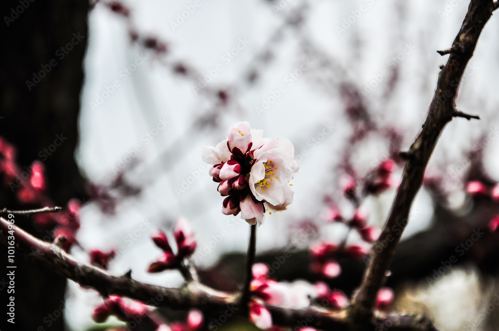 Blossoming Japanese plum flowers Blossoming Japanese plum flowers