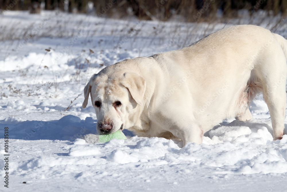 a yellow labrador in winter in snow with a toy a yellow labrador in winter in snow with a toy
