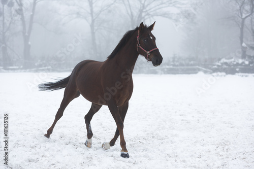Horse running in winter