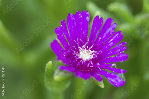 Macro of a small purple flower with green background