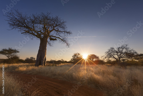 Large baobab tree without leaves at sunrise with clear sky photo