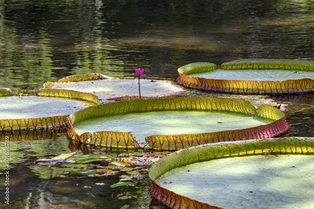 Amazon River Water Plants