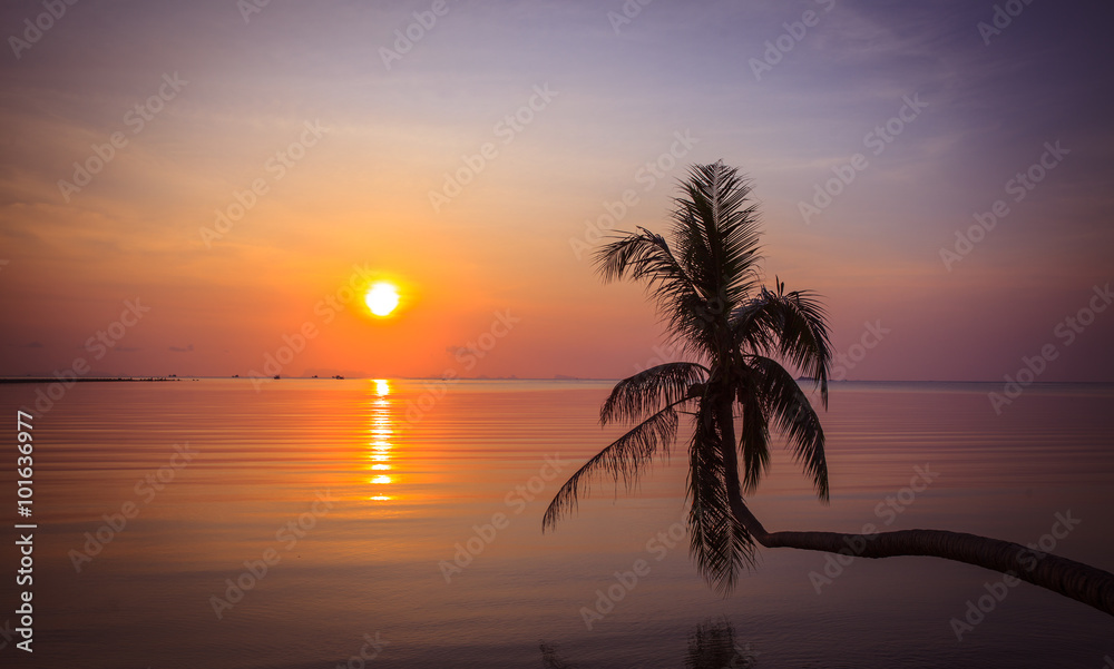 Silhouette of palm tree with beatuful sunset on koh pangan