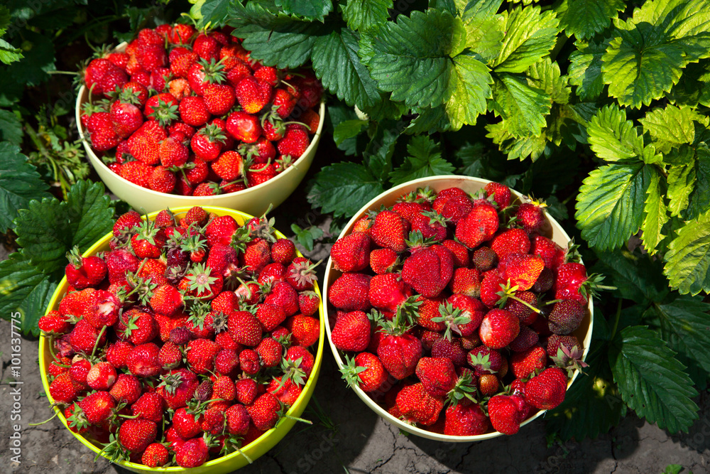 Gathered in a cup of strawberries Gathered in a cup of strawberries