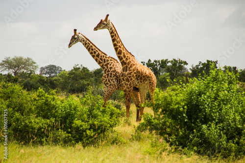giraffa camelopardalis