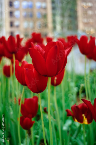 Red tulips