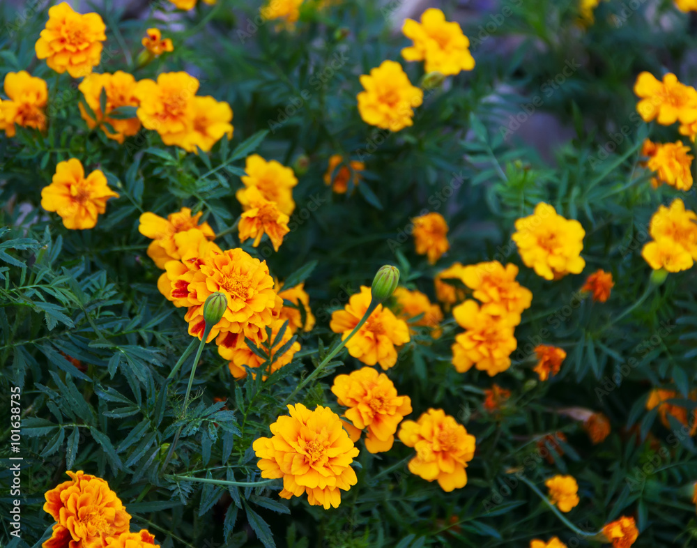 small yellow flowers small yellow flowers