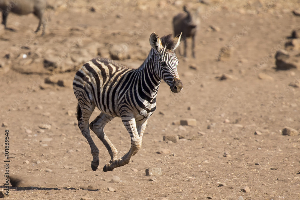 Zebra foal running away from danger to mom Zebra foal running away from danger to mom