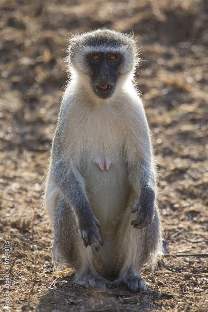 Vervet monkey rest and sit and forage for food in nature