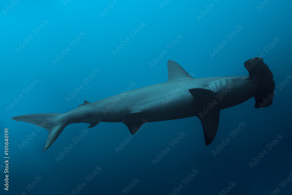 Obraz premium Widok z boku rekina młota w oceanie