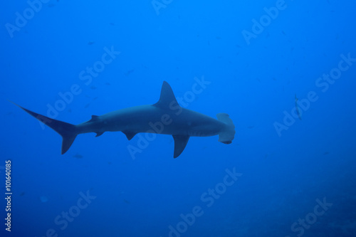 One hammerhead shark view from above in nature