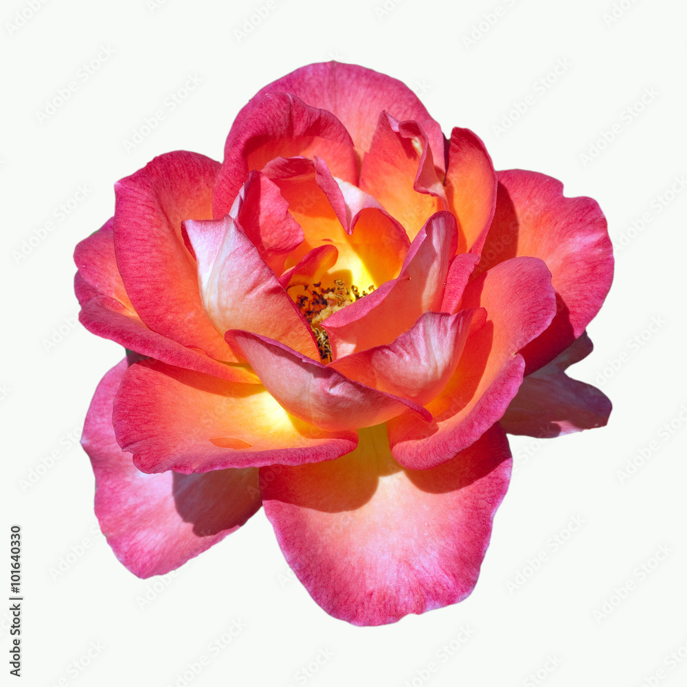 Fototapeta premium Edelrose, Fairest Cape