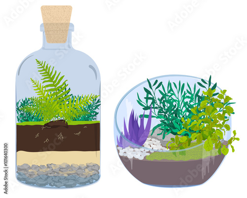 Plants in bottles. Terrariums with tree