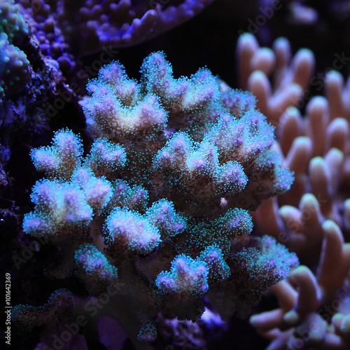 Sea coral