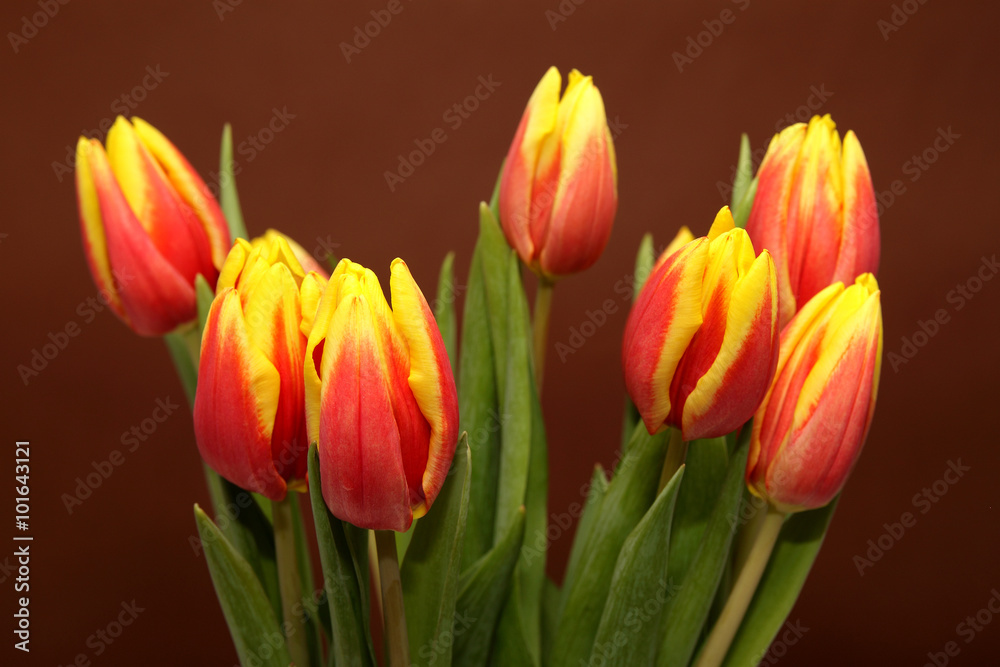 Bukiet tulipanów Bukiet tulipanów