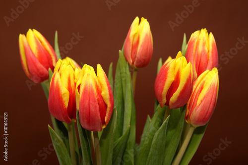 Fototapeta Naklejka Na Ścianę i Meble -  Bukiet tulipanów
