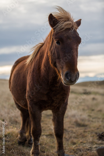 Icelandioc horse in the wild sunset