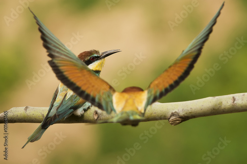 Bee eater on the branch and fligt bee eater