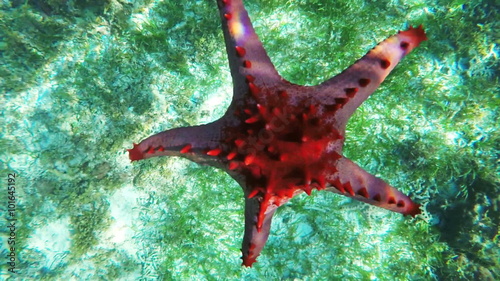 Red starfish slowly sinks to the bottom of the sea.Travel concept,Adventure concept