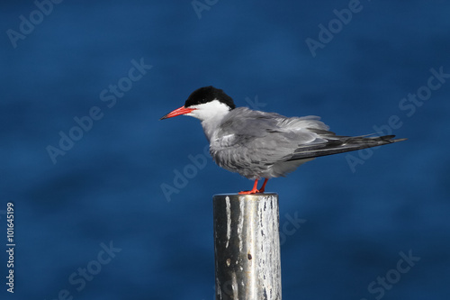 Common Tern, Sterna hirundo