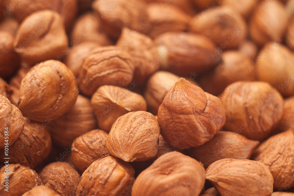 Close up Shot of Hazelnuts Close up Shot of Hazelnuts
