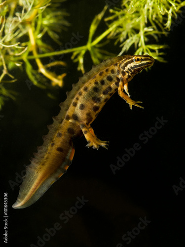 Fototapeta Common newt male  Triturus vulgaris