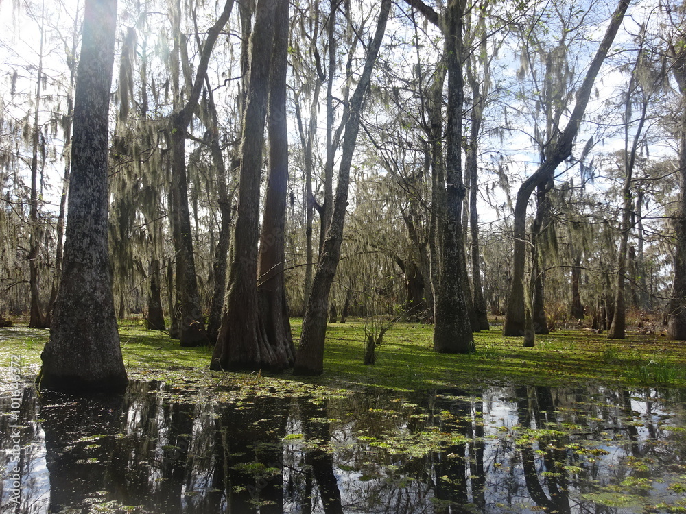 Fotografie Plus grand arbre du bayou