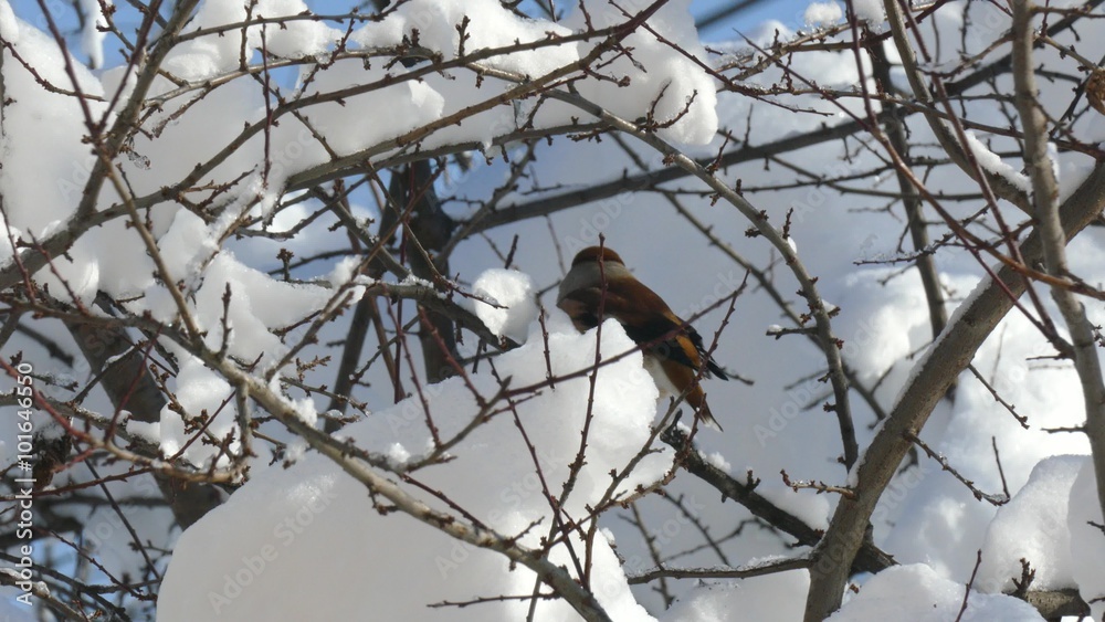 Snowy winter. Small bird tries to swallow large dry fruit. Snowy winter. Small bird tries to swallow large dry fruit.