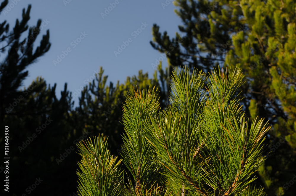viele gruene nadeln auf foehrenbaum viele gruene nadeln auf foehrenbaum