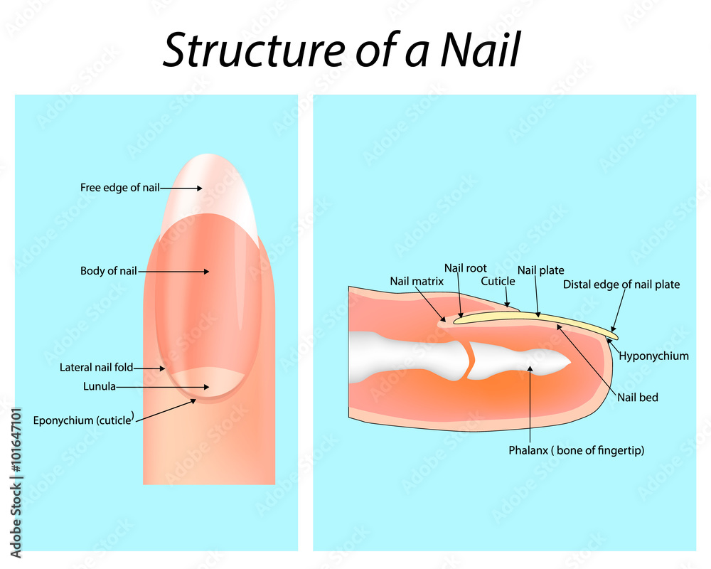 Skin, Hair & Nail Anatomy Poster | Skin Anatomical Chart