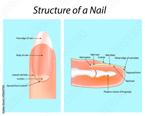 Structure of a Nail. Nail (anatomy)