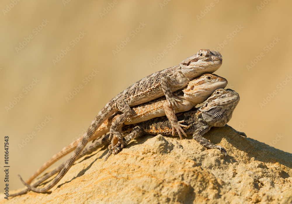 Three central bearded dragons, on yellow rock, with clean background, Czech Republic Three central bearded dragons, on yellow rock, with clean background, Czech Republic