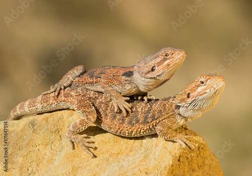 Two central bearded dragons, on yellow rock, with clean background, Czech Republic