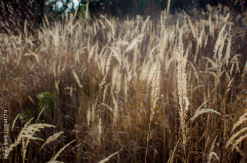 graeser in der natur