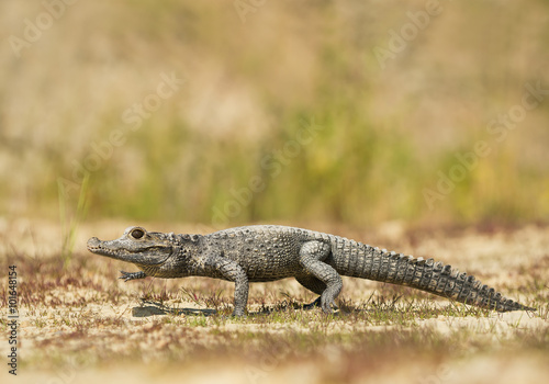 Dwarf crocodile walking, with clean background, Czech Republic