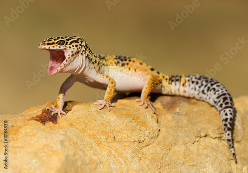 Leopard gecko on the rock with open mouth, clean background, Czech Republic