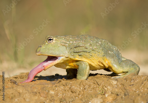 African bullfrog in the mud, with prey, clean green background, Czech Republic
