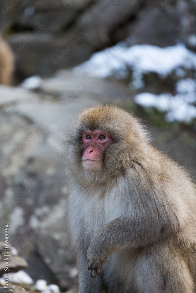 Japanese Snow Monkey in the wild Japanese Snow Monkey in the wild