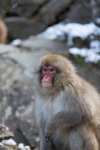 Japanese Snow Monkey in the wild © jamenpercy
