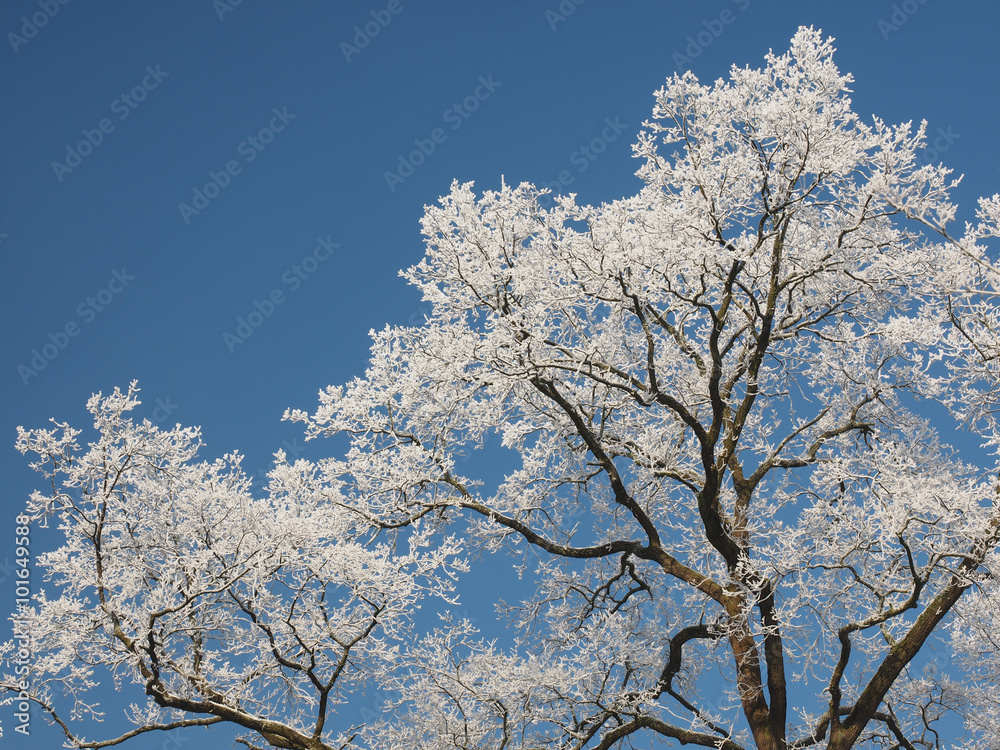 Baum mit Raureif vor blauem Himmel mit Textfreiraum