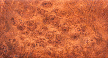 background and texture of Macro Ormosia wood
