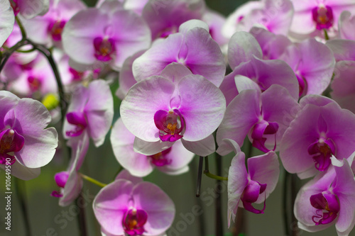 Beautiful pink orchid in garden background