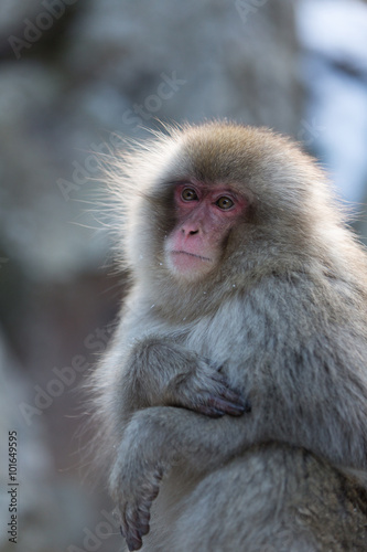 Japanese Snow Monkey in the wild © jamenpercy