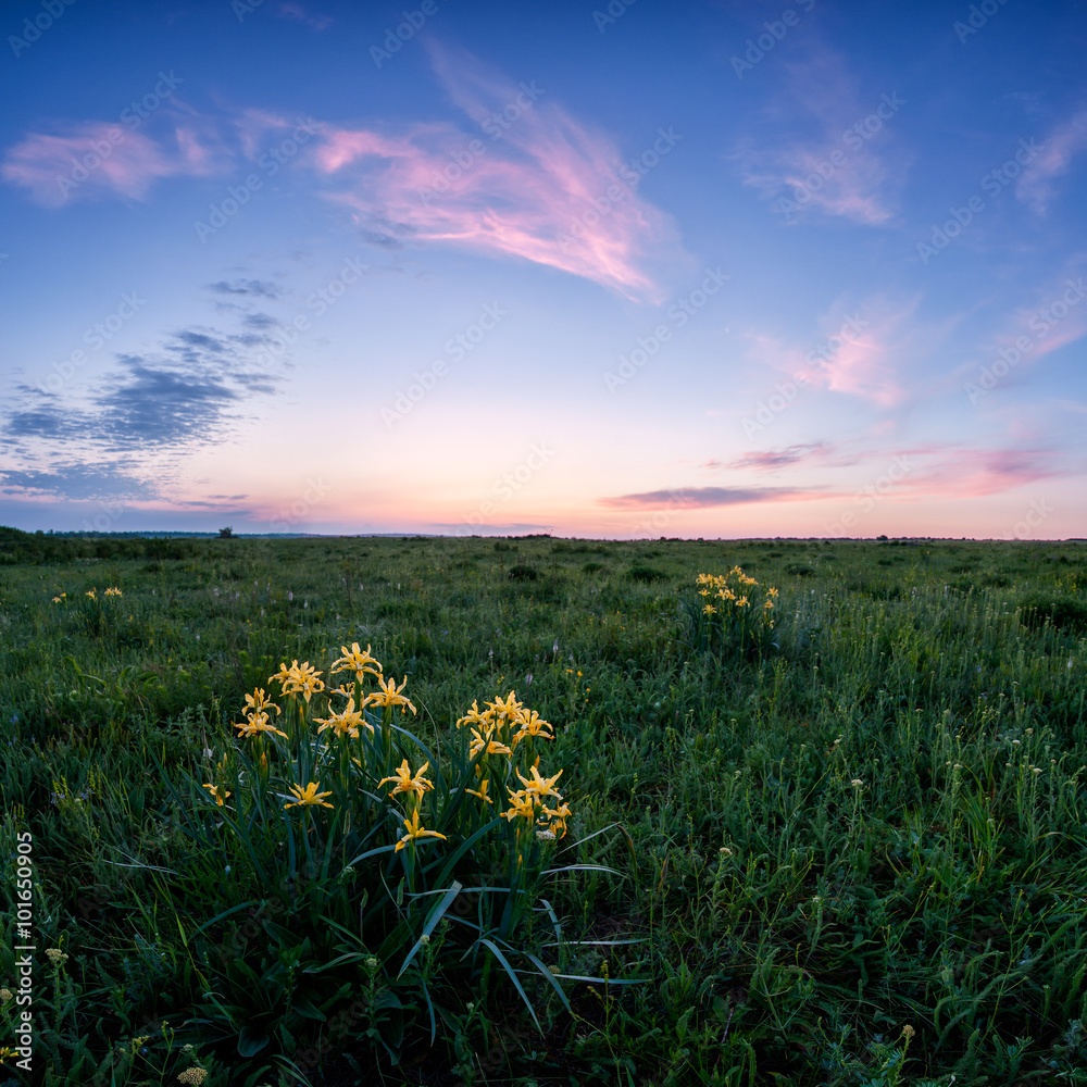 Flowers in a field at dawn