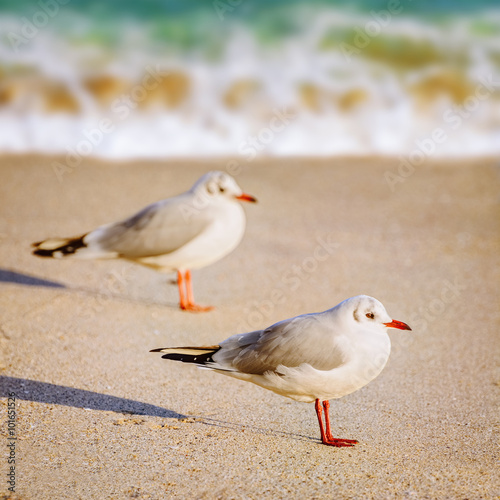Seagulls on the Sand