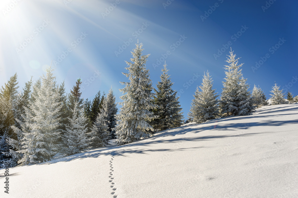 Obraz premium Winter landscape