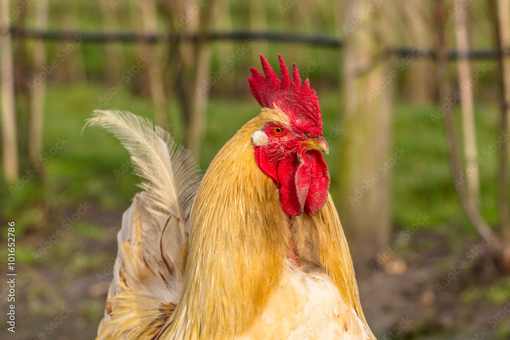 Close-up of a biological rooster in the field