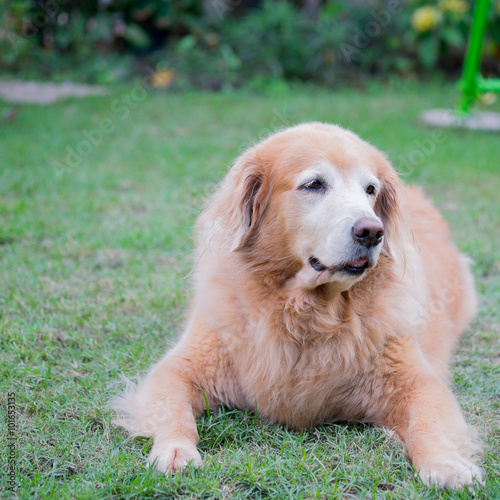 Golden retriever dog sitting on the grass © mantinov